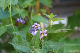 Solanum dulcamara