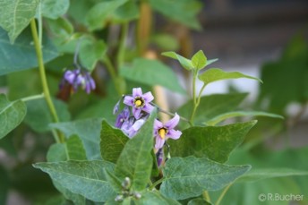 Solanum dulcamara