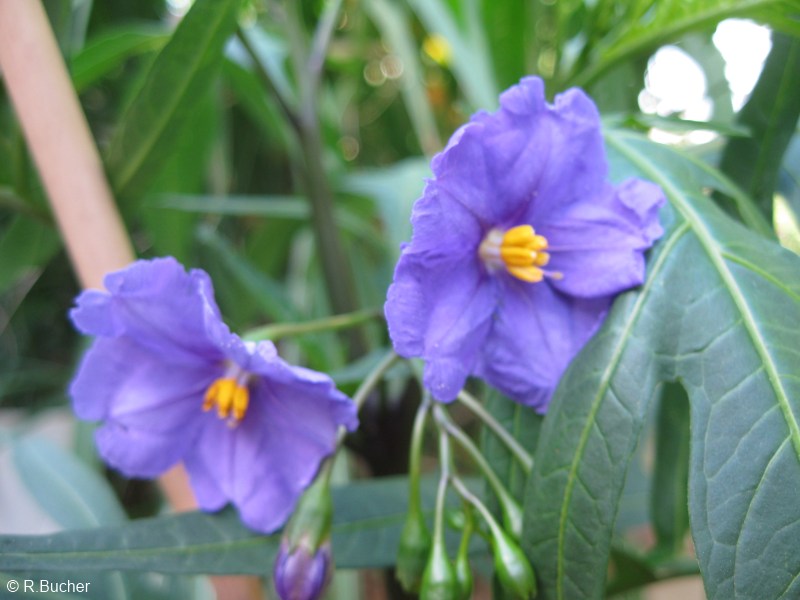 Exotische Nutz und Zierpflanzen Solanum laciniatum