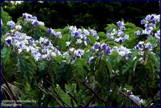 Solanum macranthum