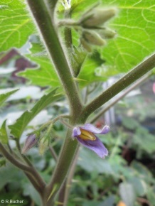 Solanum mammosum