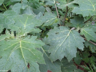 Solanum mammosum