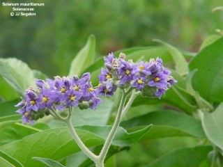 Solanum mauritianum