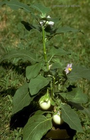 Solanum melongena