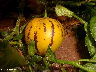 Solanum muricatum