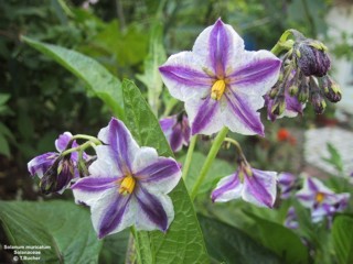 Solanum muricatum