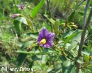 Solanum panduriforme