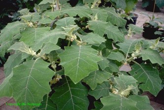 Solanum pseudolulo