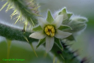 Solanum pseudolulo