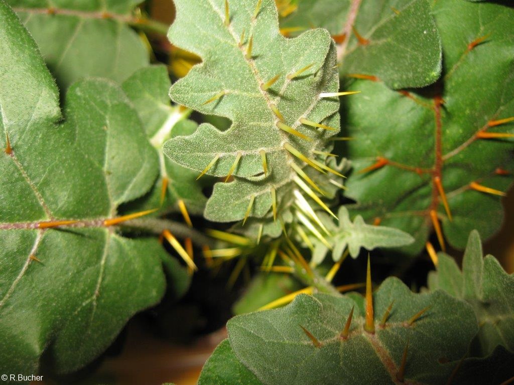 Exotische Nutz und Zierpflanzen Solanum pyracanthum