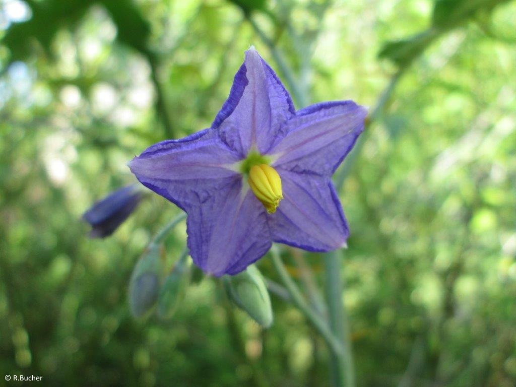 Exotische Nutz und Zierpflanzen Solanum pyracanthum