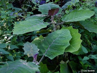 Solanum quitoense