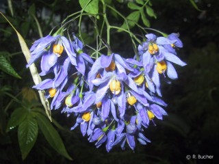 Solanum seaforthianum