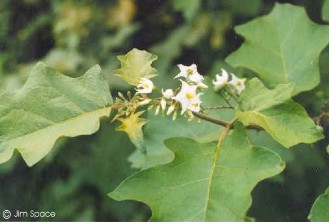 Solanum torvum