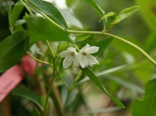 Sollya heterophylla 'alba'