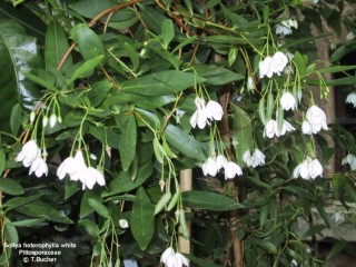 Sollya heterophylla 'alba'