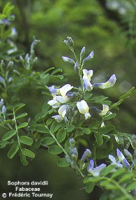 Sophora davidii 