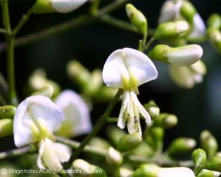 Sophora japonica 