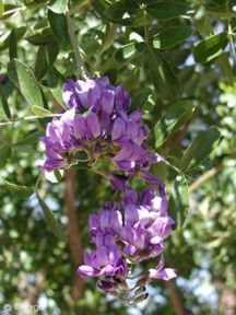 Sophora secundiflora 