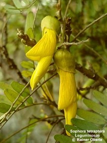 Sophora tetraptera