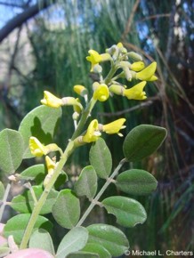 Sophora tomentosa