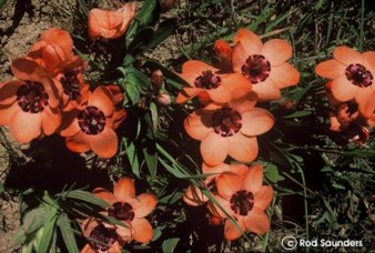 Sparaxis elegans