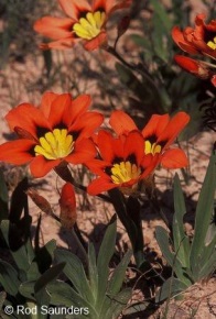 Sparaxis tricolor