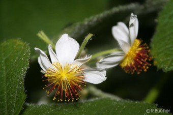 Sparrmannia africana