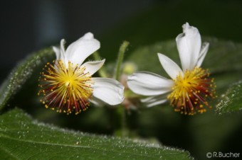 Sparrmannia africana