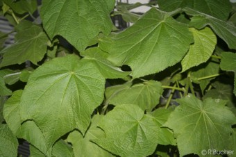 Sparrmannia africana