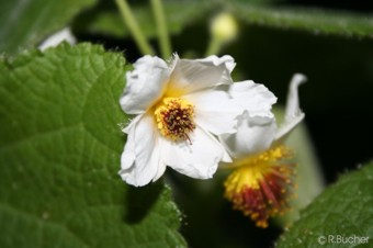 Sparrmannia africana