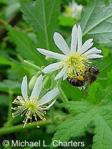 Sparrmannia ricinocarpa