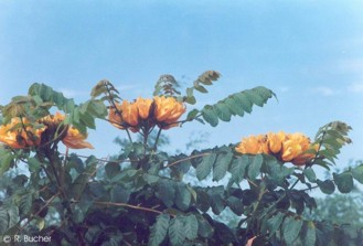 Spathodea campanulata aurea