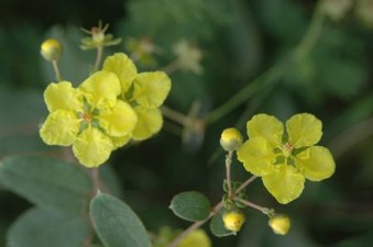 Sphedamnocarpus pruriens var. pruriens