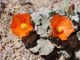 Sphaeralcea caespitosa