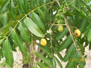 Spondias mombin