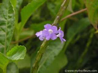 Stachytarpheta jamaicensis