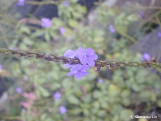 Stachytarpheta jamaicensis