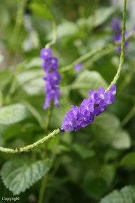 Stachytarpheta urticifolia