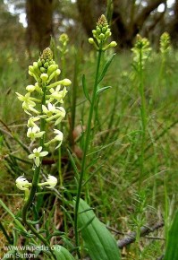 Stackhousia monogyna