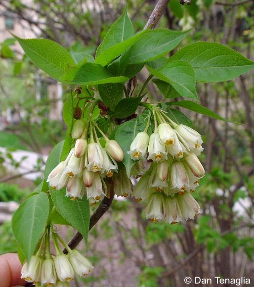 Exotische Nutz und Zierpflanzen Staphylea trifolia