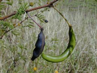 Acacia farnesiana