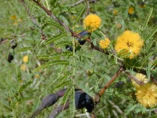 Acacia farnesiana