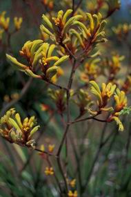 Anigozanthos flavidus 'yellow'