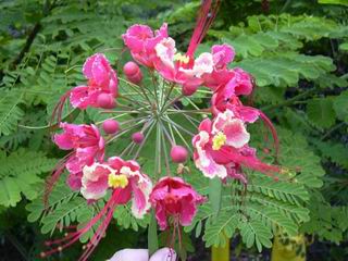 Caesalpinia pulcherrima 'Pink'