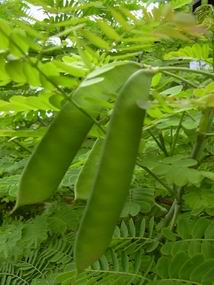 Caesalpinia pulcherrima