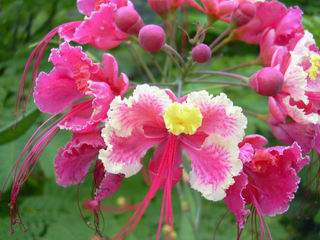 Caesalpinia pulcherrima 'Pink'