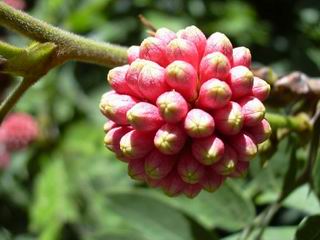 Calliandra haematocephala