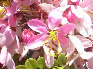 Cassia javanica