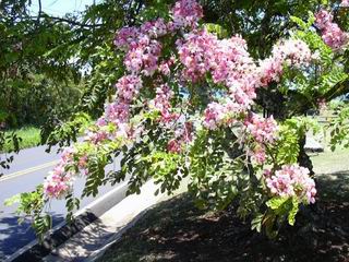 Cassia javanica